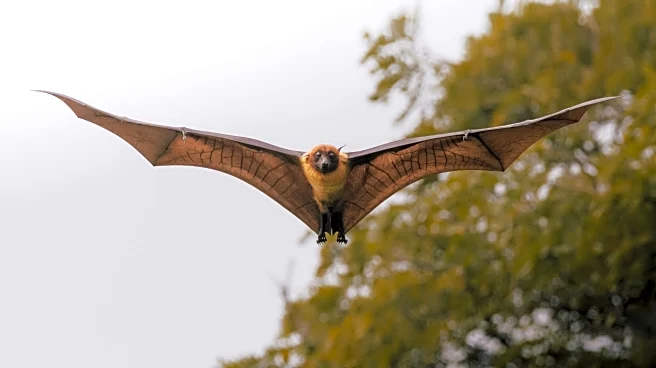 The Great Migration You’ve Never Heard Of—Bats on the Move