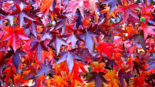 From Maples to Aspens: Why Each Region’s Fall Feels Unique
