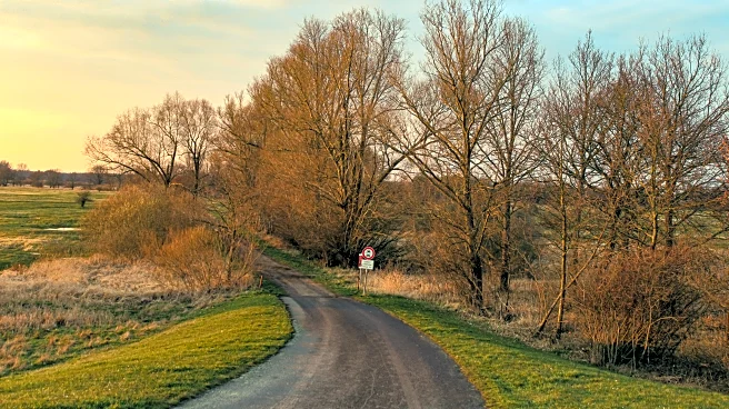 The Last Leaves: Why Autumn Always Ends With a Golden Goodbye