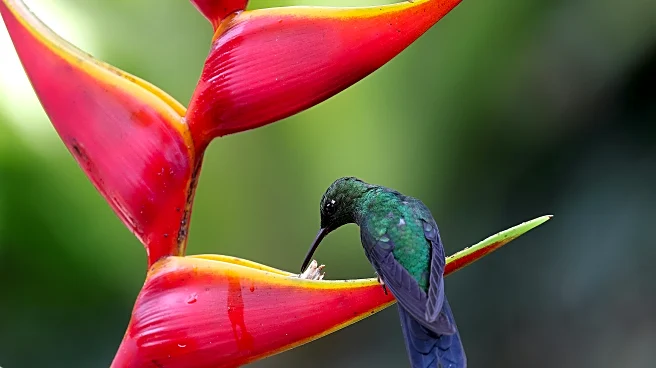 Attract Hummingbirds Next Spring With This Fall Plant Trick