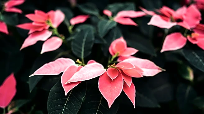 Perennials to Bring Indoors Before Winter for a Spring Bloom