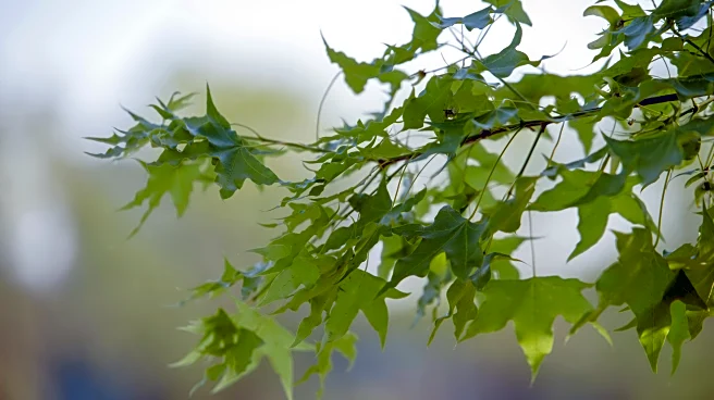 Forest Whisper: How Trees Communicate Before Frost