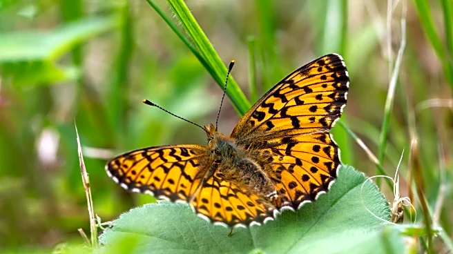The Secret Rhythm of Migrating Butterflies