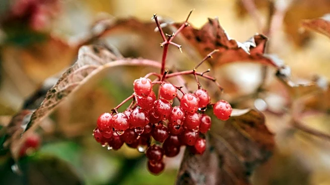 Where Autumn Rain Turns Small Towns Into Watercolor Paintings