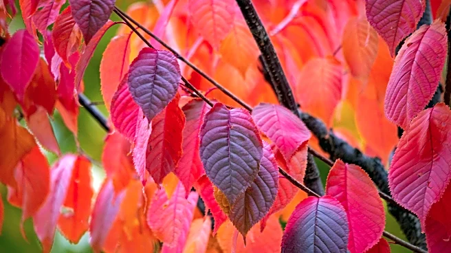 The Science Behind Why Leaves Change Colors In Fall
