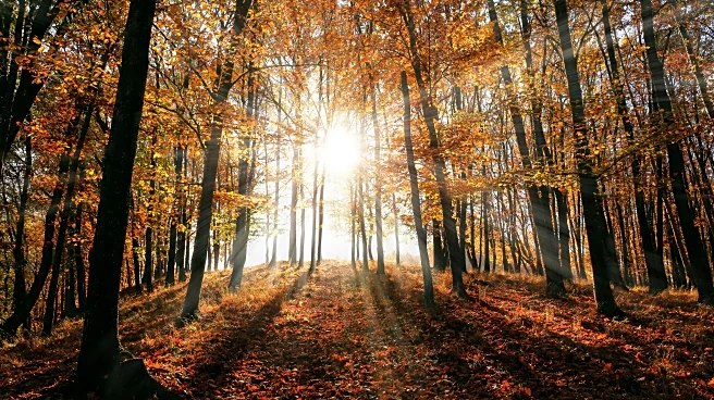 Fall Foliage Near Peak: Where To Catch The Best Colors