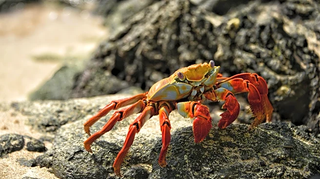 Red Crab Parade: Christmas Island Turns Scarlet This Season