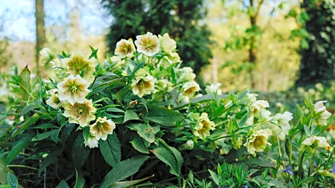 Why You Should Let Your Soil Rest During the Winter for a Healthier Spring Garden