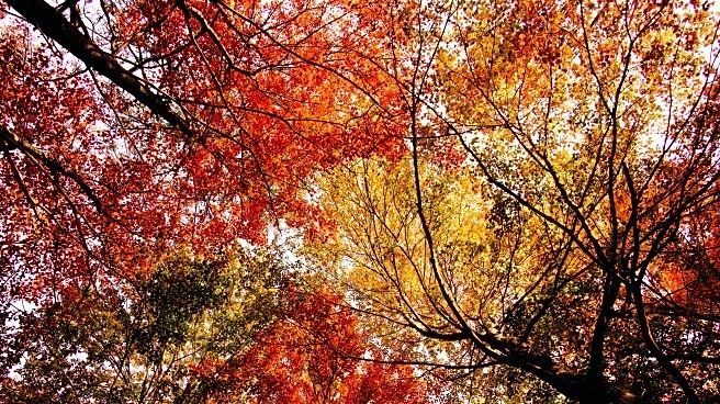 Michigan’s Fall Colors Are Peaking — See Where to Catch the Brightest Views