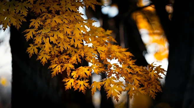 Leaf-Peeping in Washington: Fall Destinations That Shine in Cool, Clear Skies