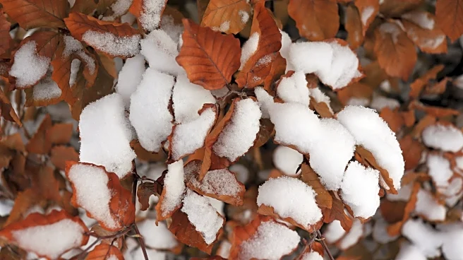 Fall Gardening Must-Dos: What to Add to Beds Before the Frost Arrives