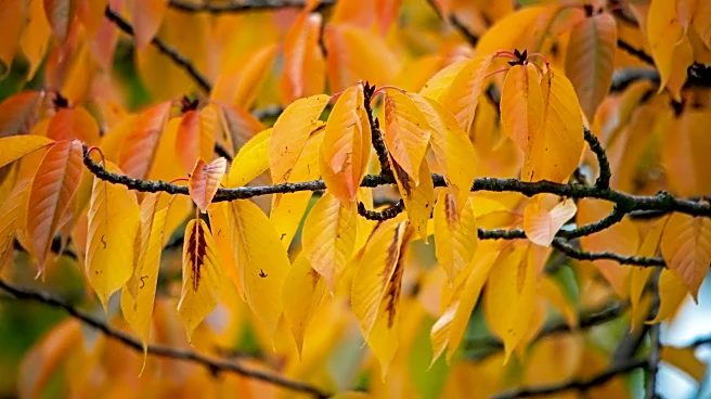 The Science Behind That Magical Fall Foliage You Love