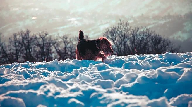 How to Keep Pets Warm and Safe on Chilly Autumn Walks
