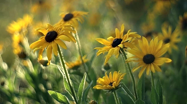 When the Chill Sets In: How to Winterize Your Garden