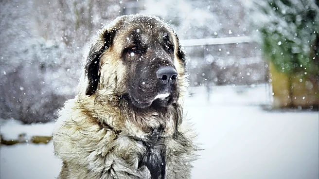 What Your Pets Need as Temperatures Take a Tumble