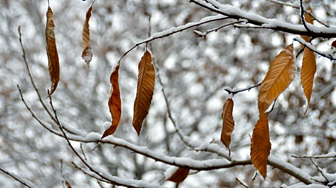 When to Expect the First Snowflakes in Your State This Season