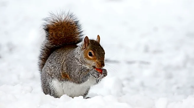 Can Furry Forecasters Predict a Snowy Winter for New York?