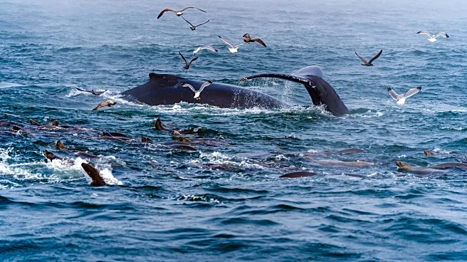Whale Watching and Wildlife Adventures to Savor This Beautiful Fall