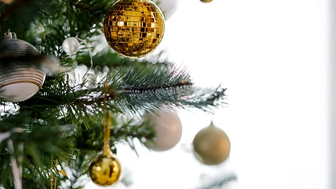 The 94th Rockefeller Christmas Tree Has Been Chosen in NYC