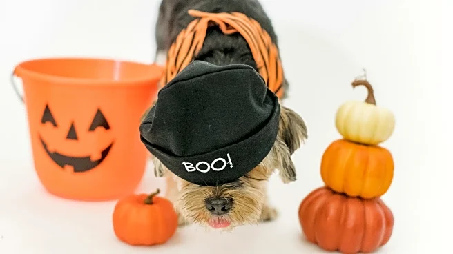 How to Keep Your Pets Calm During Windy or Noisy Halloween Nights
