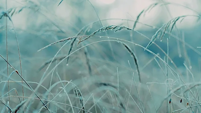 Early Frost Alert: Florida Panhandle Temps Dip Saturday Morning