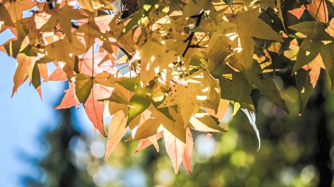 Watch How Fall Weather Changes The Same Tree’s Stunning Leaf Colors