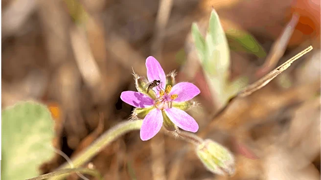 Say Goodbye To Mosquitoes With These Easy-Grow Plants