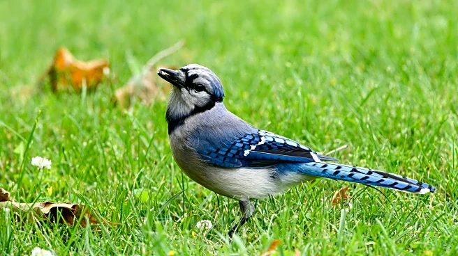 Fall Birdwatching Favorites: Beautiful Backyard Visitors To Spot