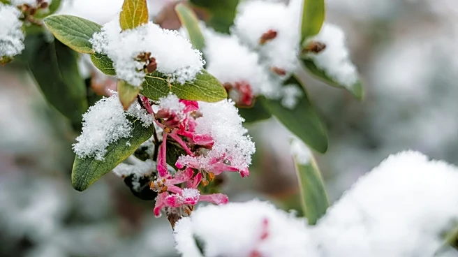 Smart Mulching Tips To Protect Plant Roots From Frost This Season