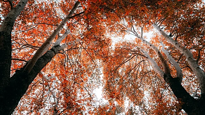 Make the Most of November’s Final Fall Foliage Before It’s Gone