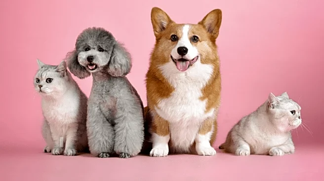 How To Safely Adjust Your Pet’s Routine As Days Get Shorter And Nights Cooler