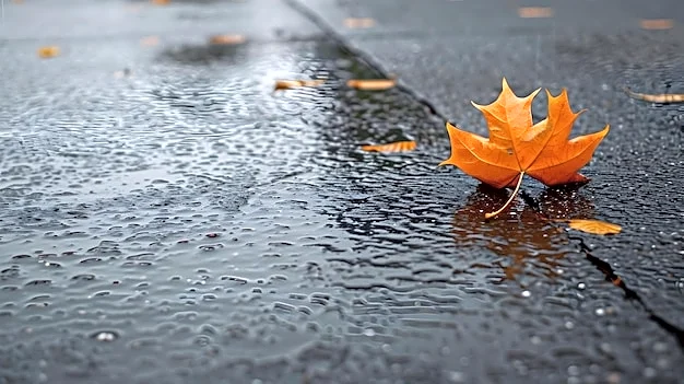 Keep Outdoor Spaces Safe From Slippery Leaves And Early November Moisture