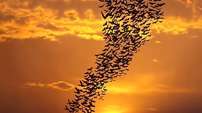 Nature’s Warning? Bats Flee Sky Hours Before Typhoon Tino Hits