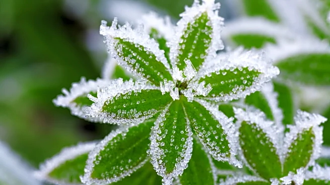Farmers and Gardeners Watch Early Freeze Warnings Across U.S.