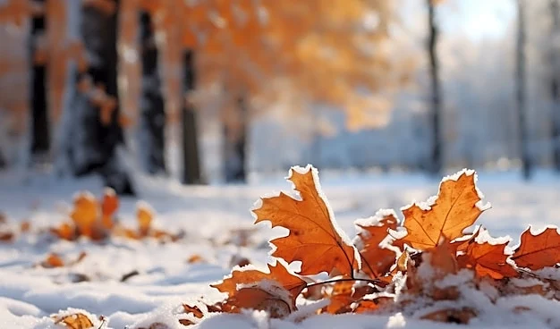 Polar Jet Stream: The Fast River of Air Steering Our Weather