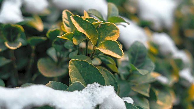 Hard Freeze: The Night That Ends the Growing Season