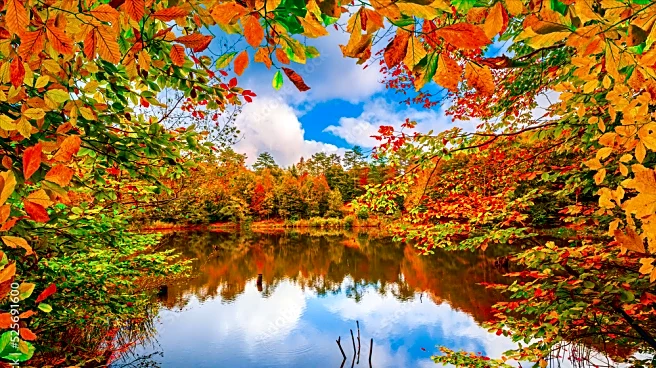 Fall’s Final Flourish: November Leaves Still Steal The Show