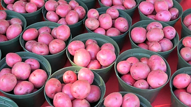 Why Planting Potatoes In The Fall Might Be The Smartest Move For Your Garden