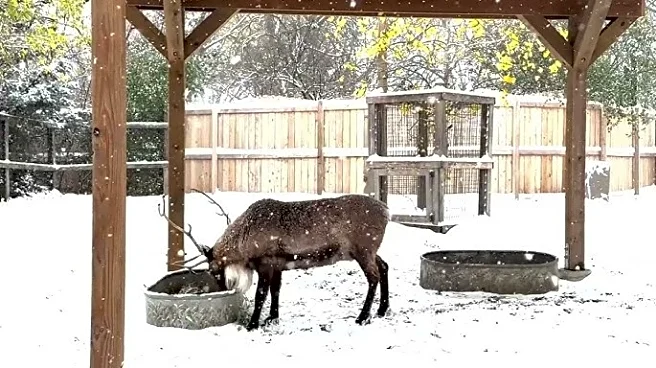 First Snowfall Brings Winter Magic To Chicago’s Brookfield Zoo