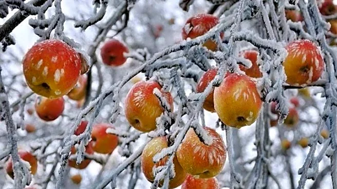 Early Snowfall Alert: How It Impacts Farmers and Local Produce