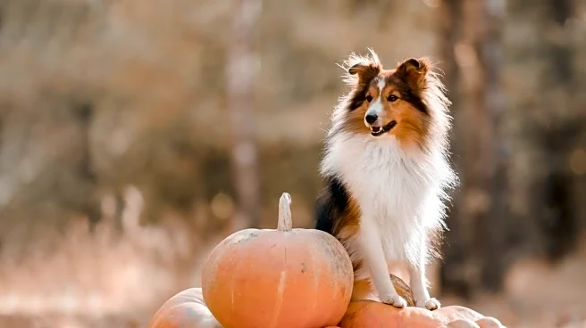 Protecting Pets From November Chill: What Every Owner Should Know