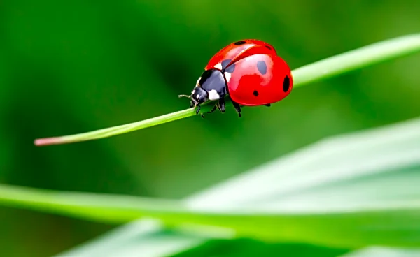 Easy Ways To Keep Ladybugs And Asian Lady Beetles Out Of Your Home This Fall