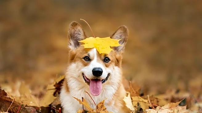 Easy Yard and Pet-Care Tasks to Simplify Late-Fall Weekends