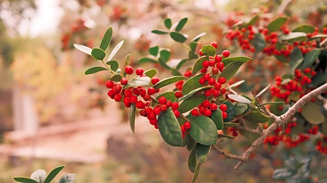 Garden Care and Winterization Tips for Healthy Outdoor Spaces