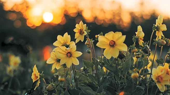 Winter-Blooming Light-Sensitive Plants That Thrive In The Dark