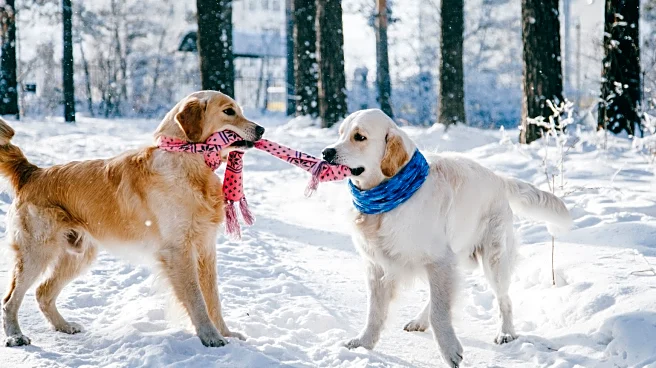 Pet Care Tips To Keep Them Comfortable in Colder Holiday Conditions
