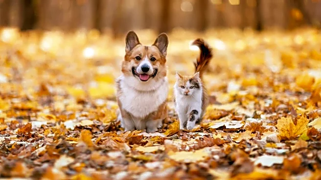 Cozy Pet-Care Tips To Keep Dogs And Cats Comfortable During Late-Fall