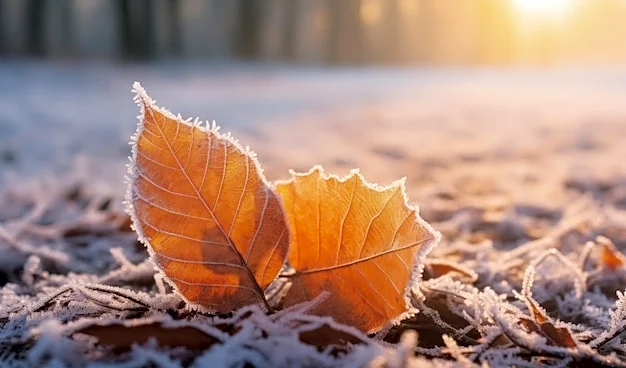 Deep Freeze Targets East U.S. With Arctic Black Friday Drop