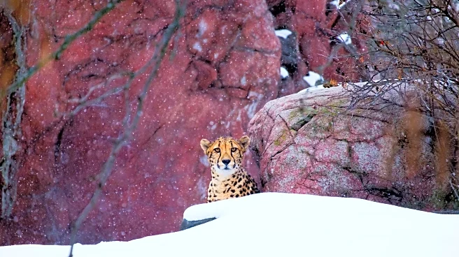 Nature’s Winter Camouflage and How Wildlife Adapts in Early Season