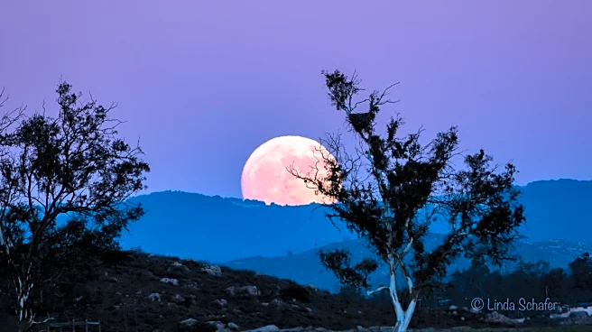California Sky Lights Up With Near-Full Moon Behind Tree
